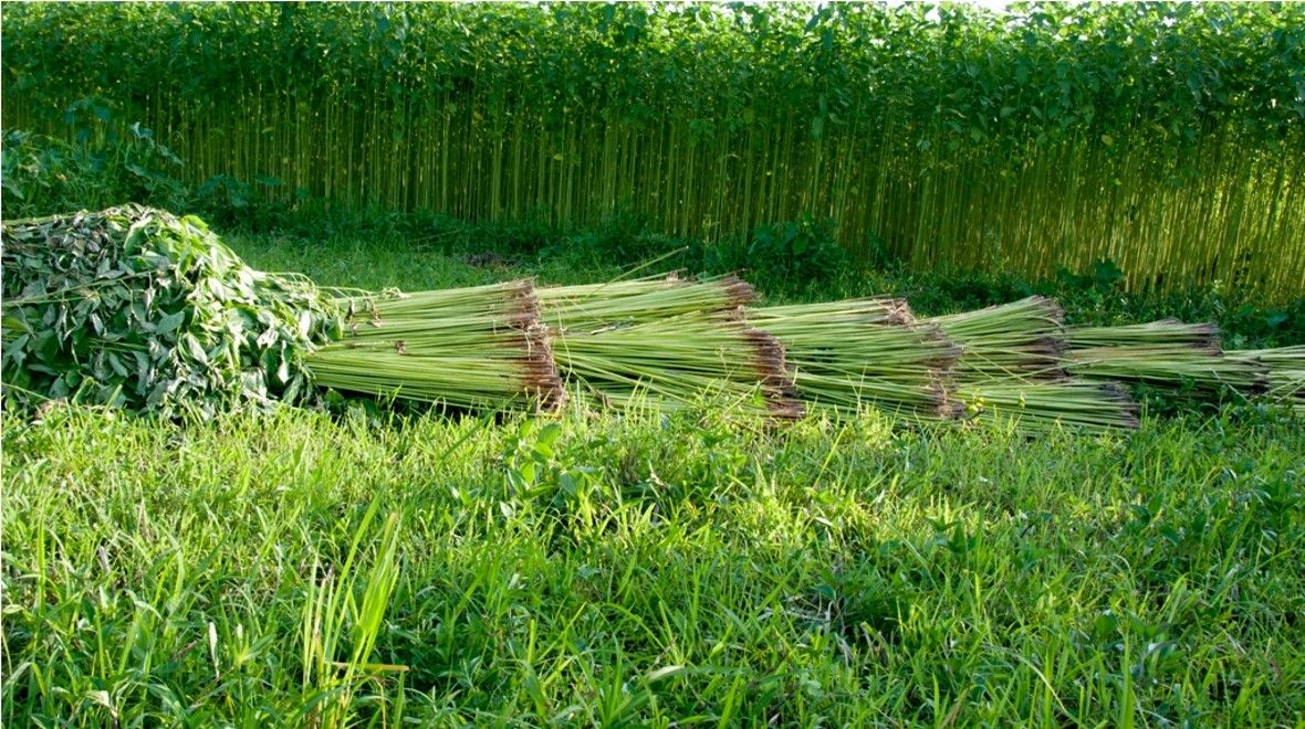 Jute Cultivation